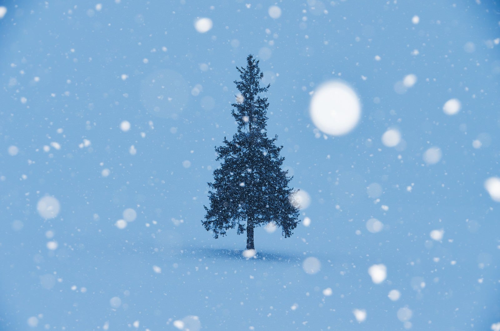 「雪降るクリスマスツリー」の写真