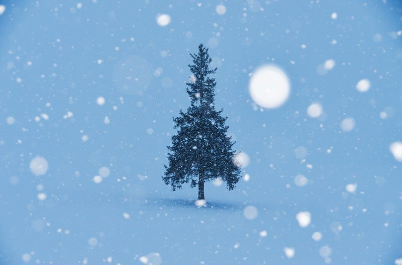 雪降るクリスマスツリーの写真