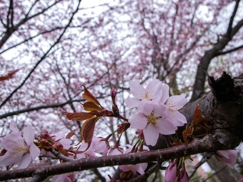 遅咲きの桜（北海道）の写真