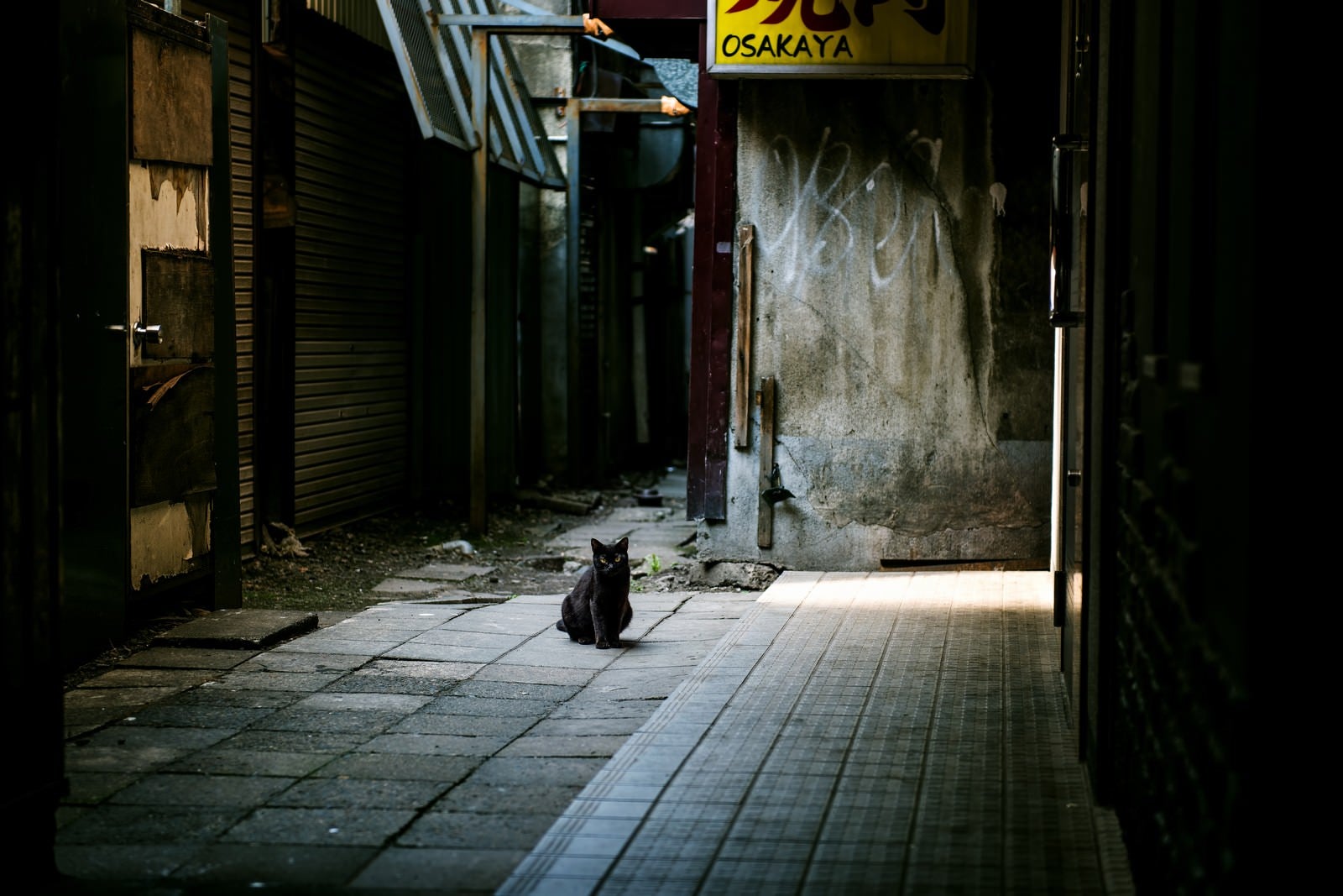 「路地裏のクロネコ」の写真