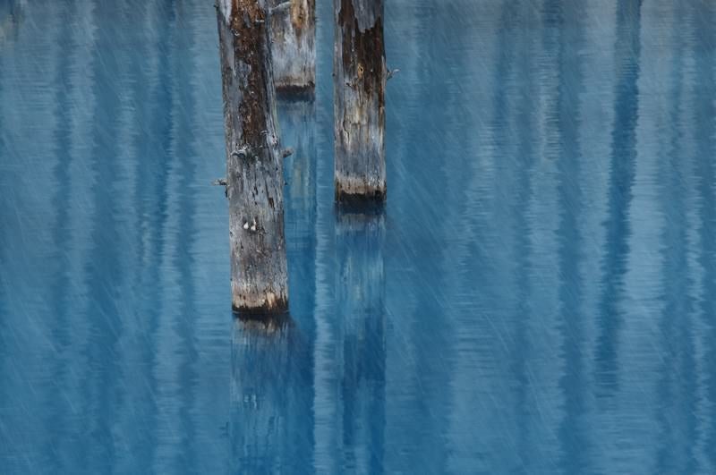 雨が降る美瑛町白金の青い池の写真