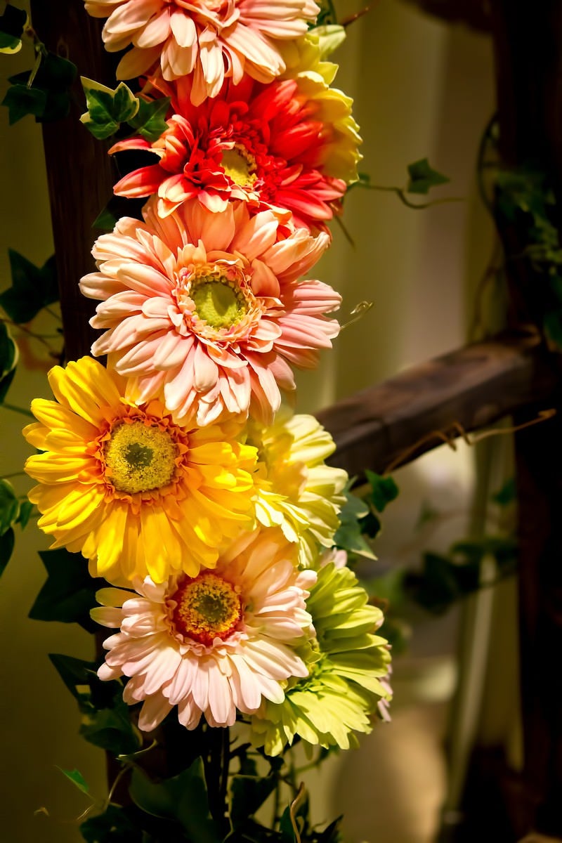 「ハシゴにかかる花」の写真