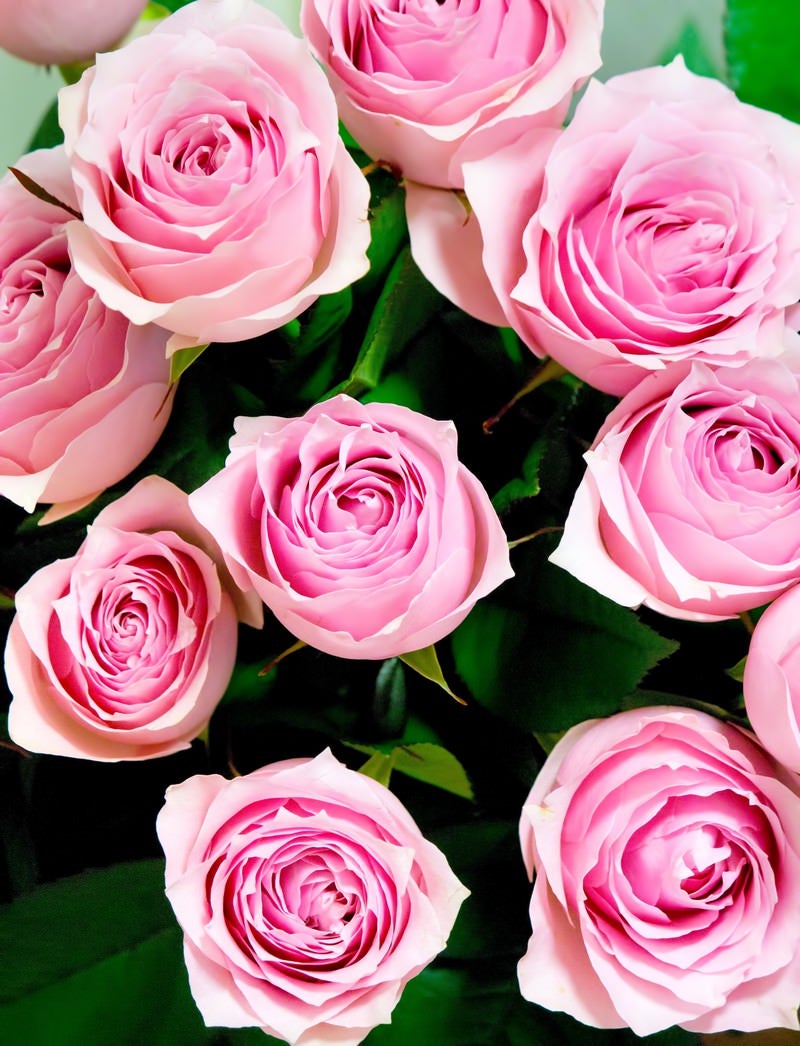 「重なり合うピンクの薔薇」の写真
