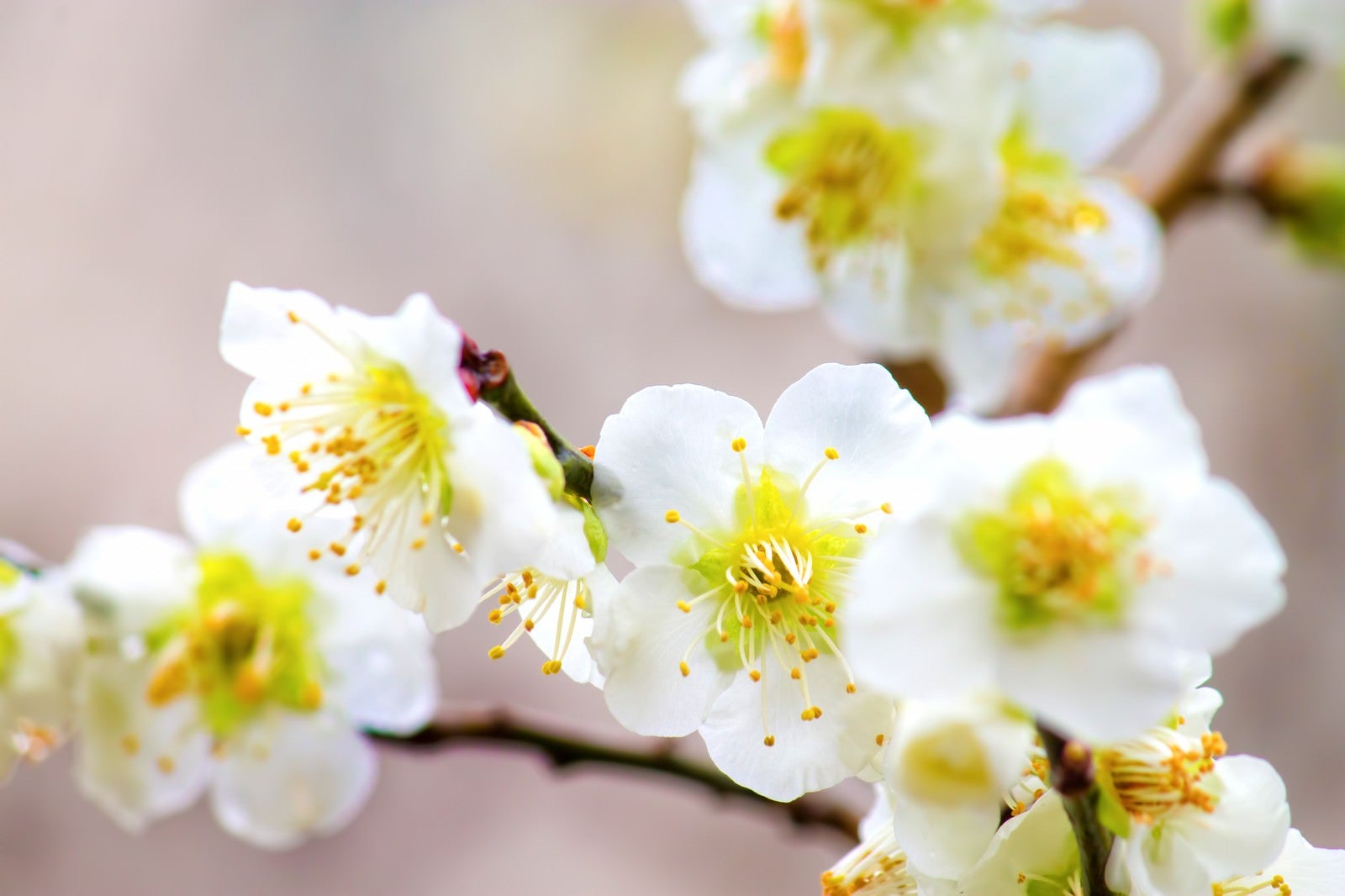 「白い梅の花のアップ」の写真