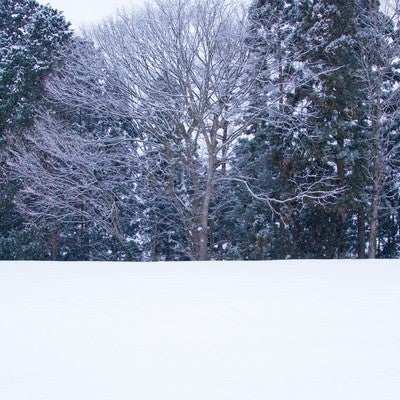 雑木林と雪景色の写真