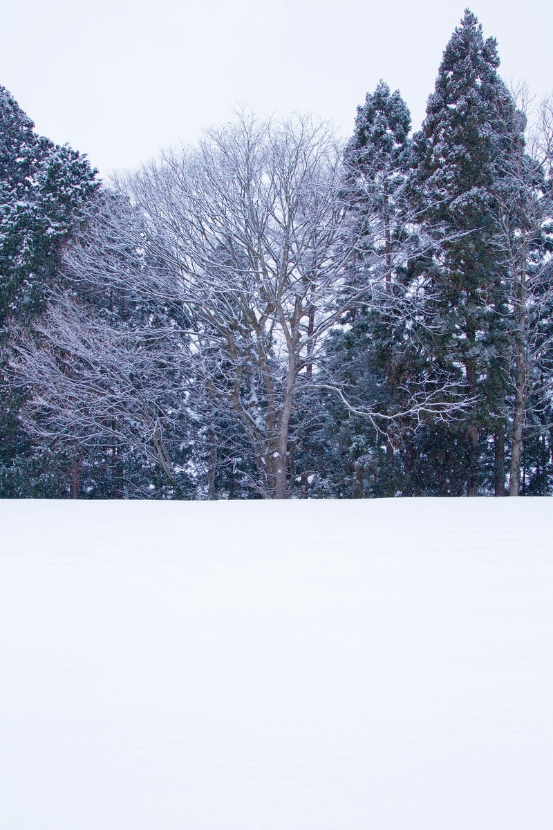 「雑木林と雪景色」の写真