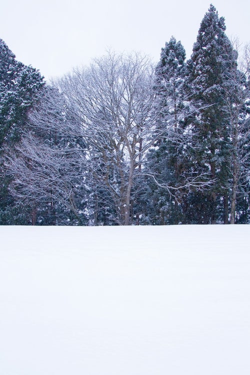 雑木林と雪景色の写真