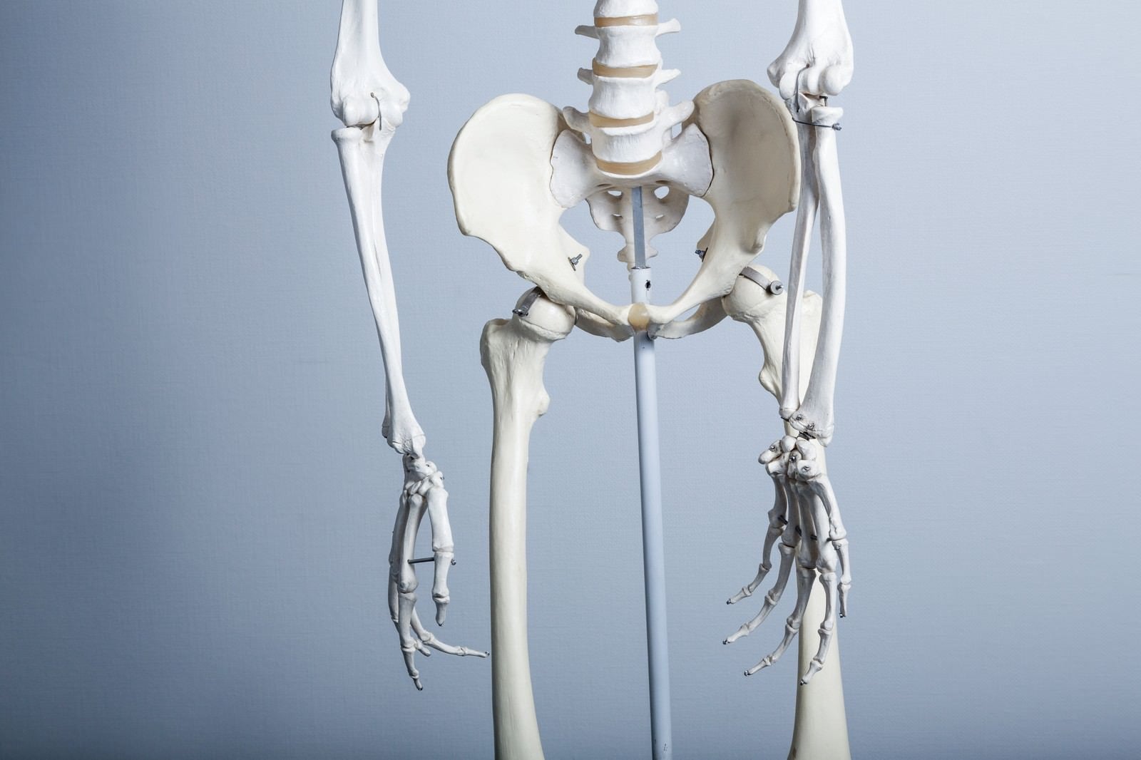 「骨盤の歪み（人体骨格模型）」の写真