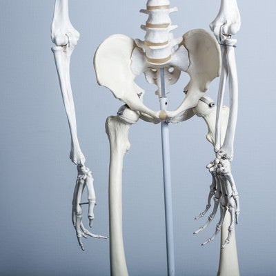 骨盤の歪み（人体骨格模型）の写真
