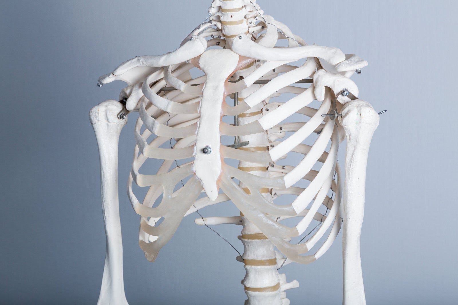「猫背が気になる（人体骨格模型）」の写真
