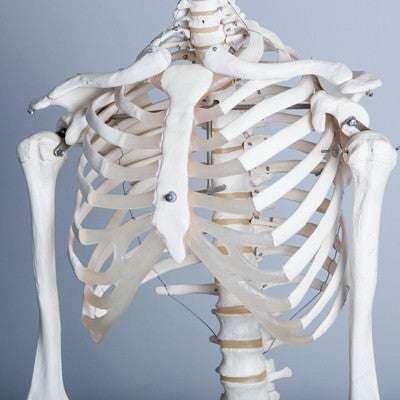 猫背が気になる（人体骨格模型）の写真