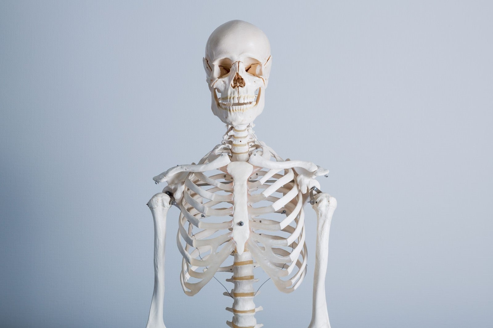 「人体骨格模型の上半身」の写真
