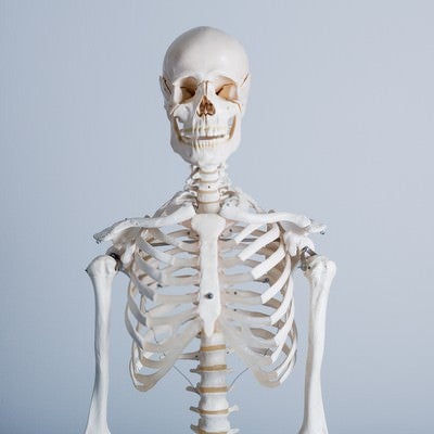 人体骨格模型の上半身の写真