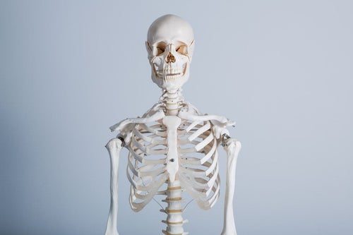 人体骨格模型の上半身の写真