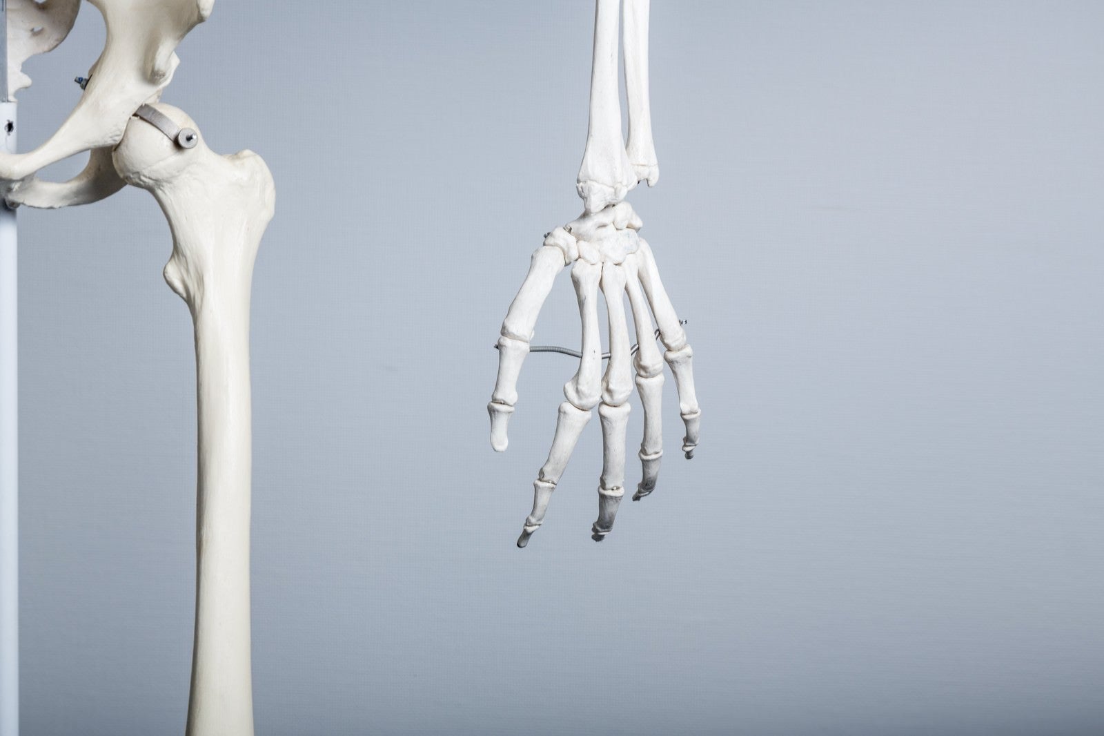 「人体骨格模型（左手）」の写真