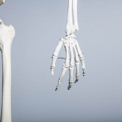 人体骨格模型（左手）の写真