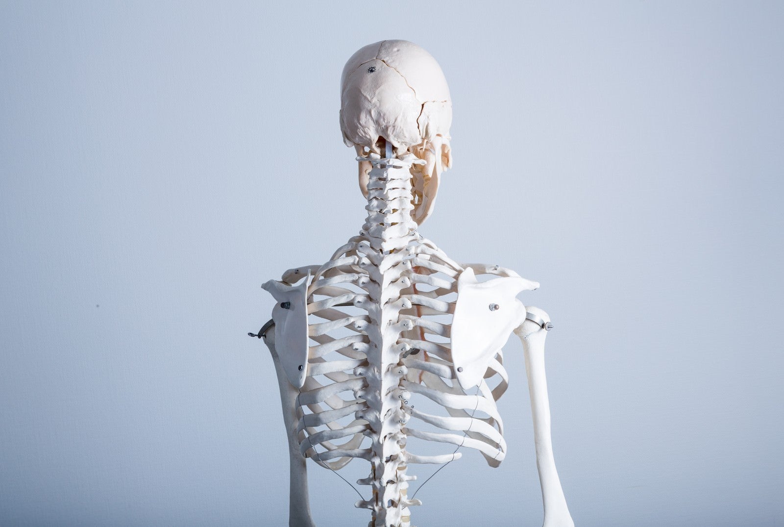 「人体骨格模型（背中）」の写真