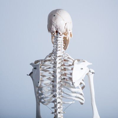 人体骨格模型（背中）の写真