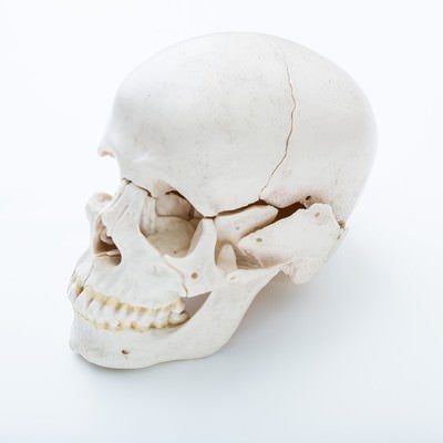 頭蓋骨の模型の写真