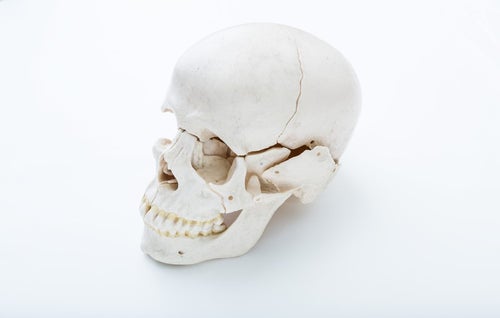 頭蓋骨の模型の写真