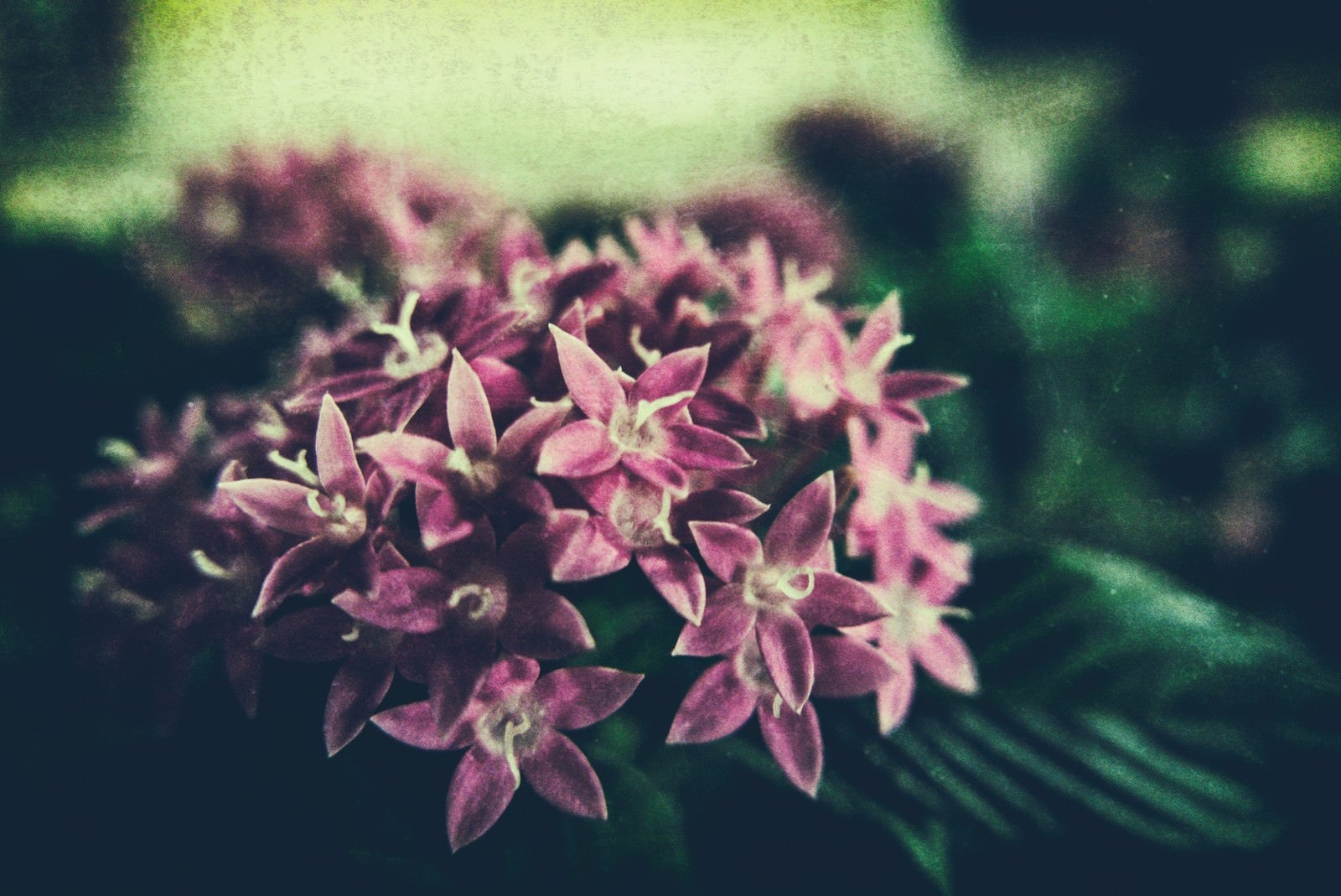 「フィルム写真の花」の写真