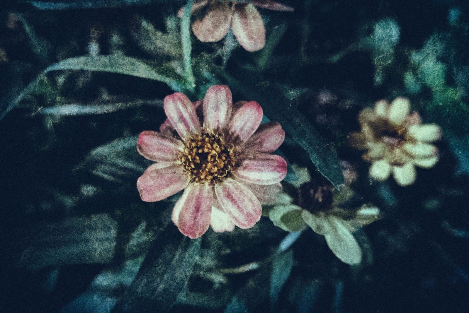 「散る間際の花（フィルム写真）」の写真