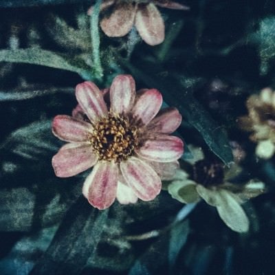 散る間際の花（フィルム写真）の写真