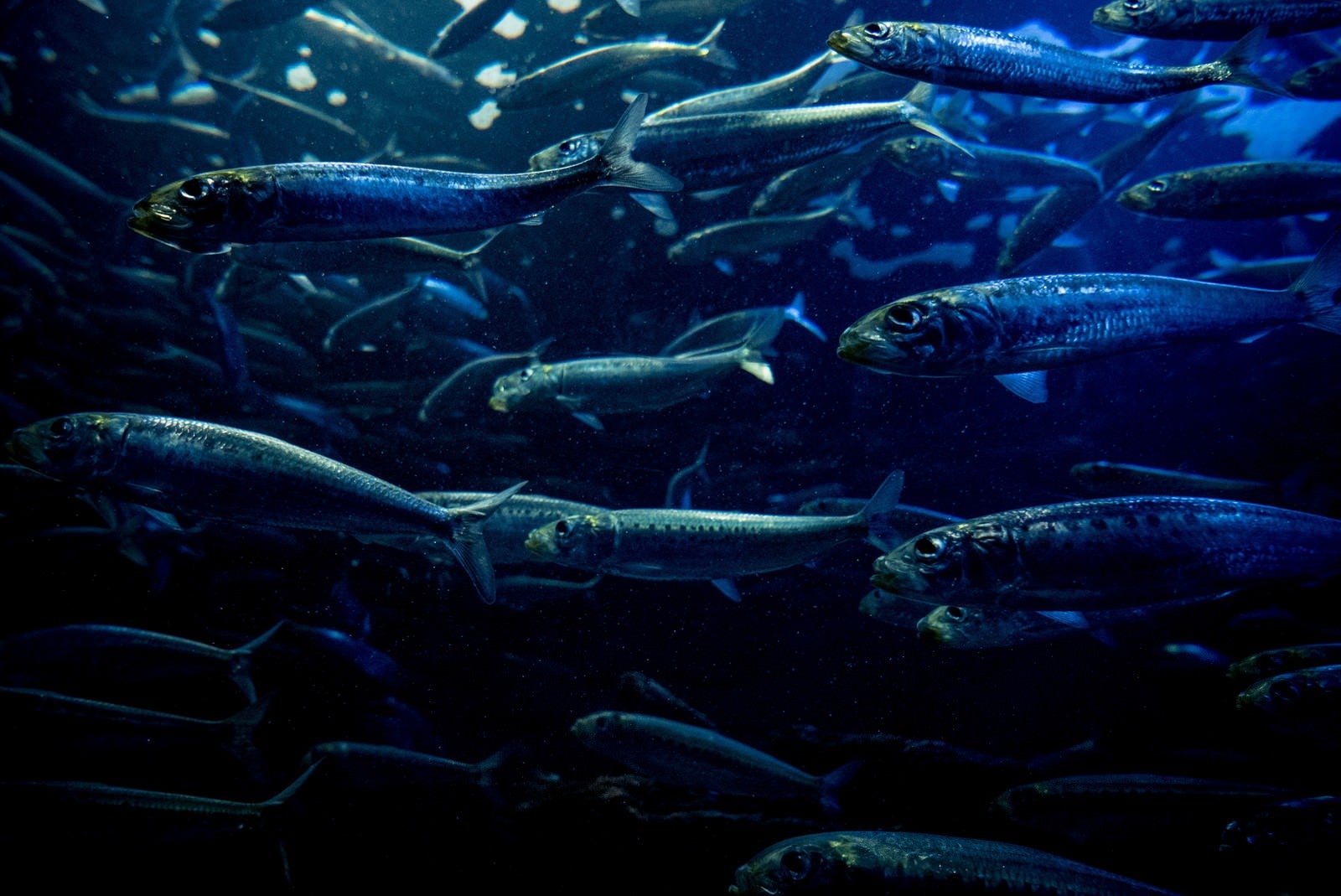 「魚の群れ」の写真