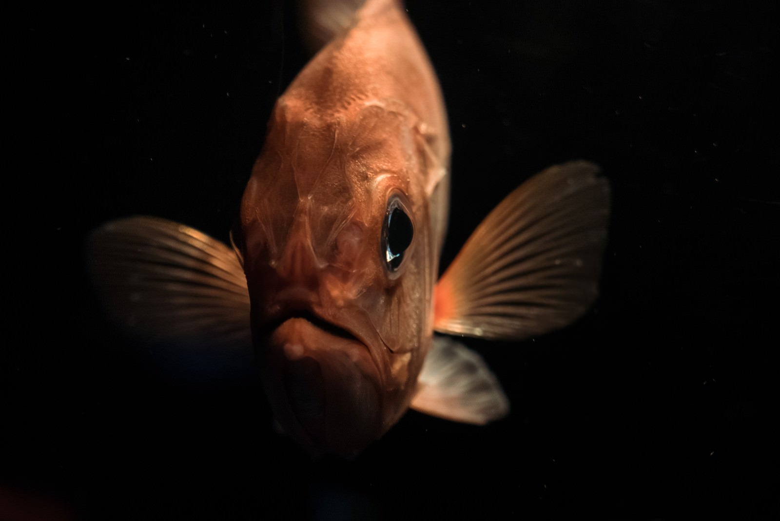 「深海魚コワい」の写真