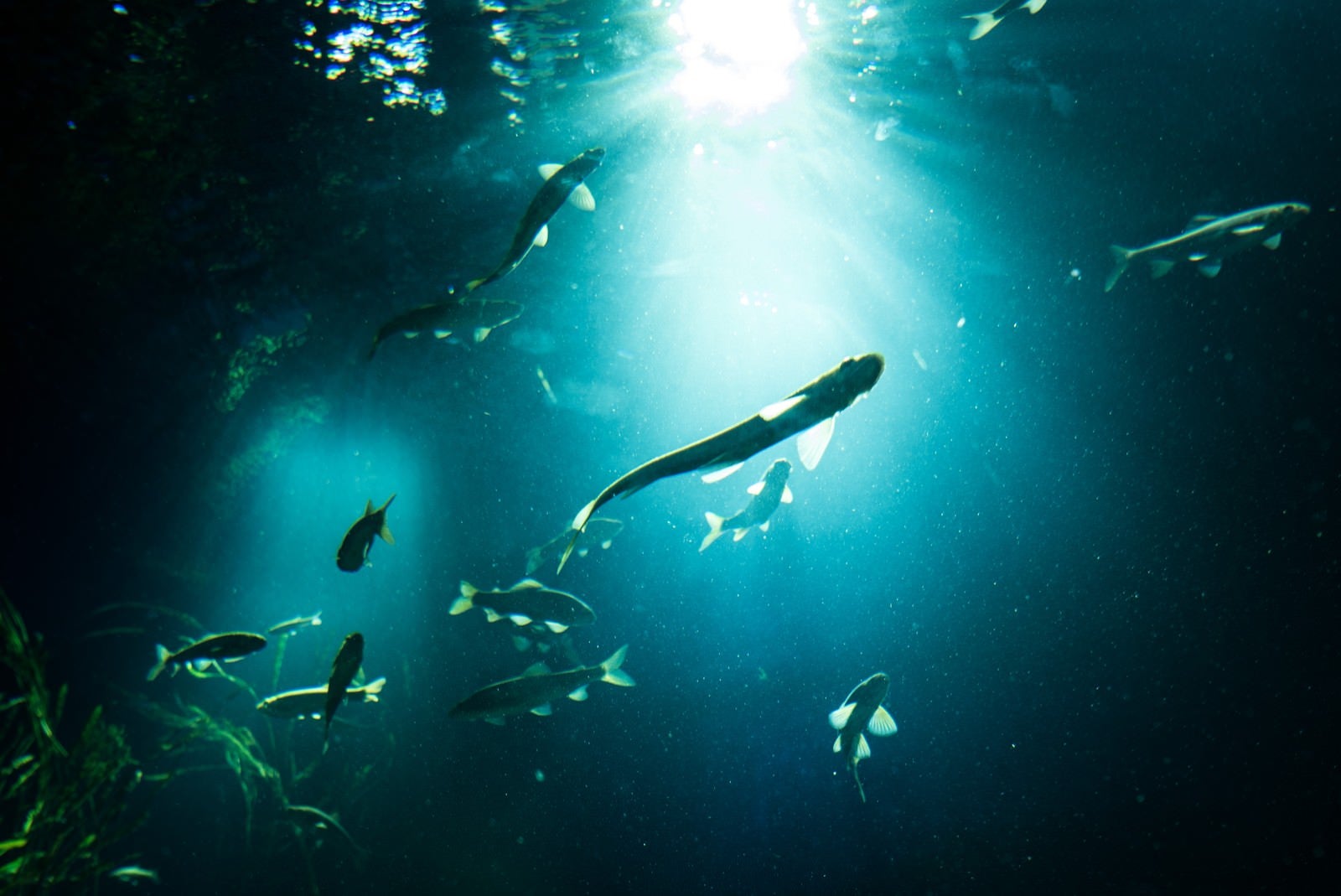「日の光と魚のシルエット」の写真