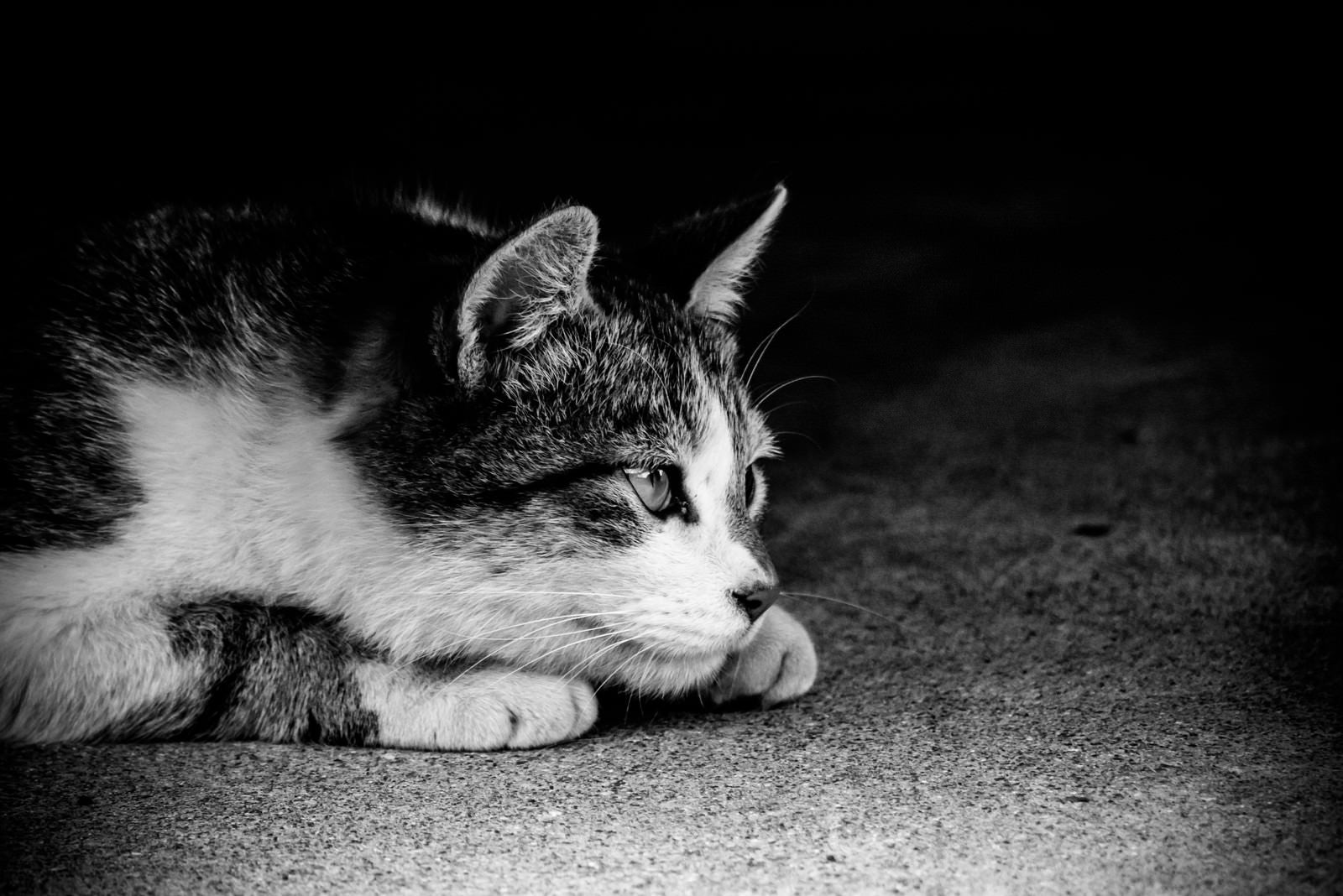「身構える猫（モノクロ）」の写真
