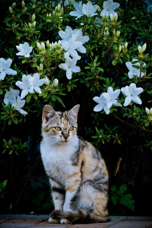 お花と猫ちゃんの写真