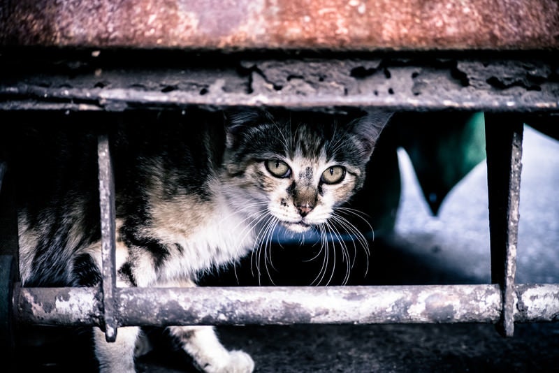 野良猫（のらねこ）に関する無料の写真素材・AI画像素材 - フリー素材