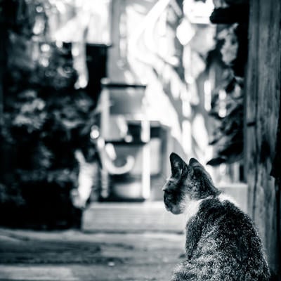 路地裏猫（モノクロ）の写真