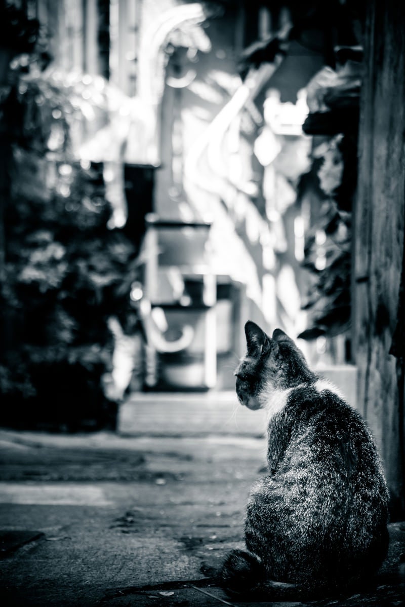 「路地裏猫（モノクロ）」の写真