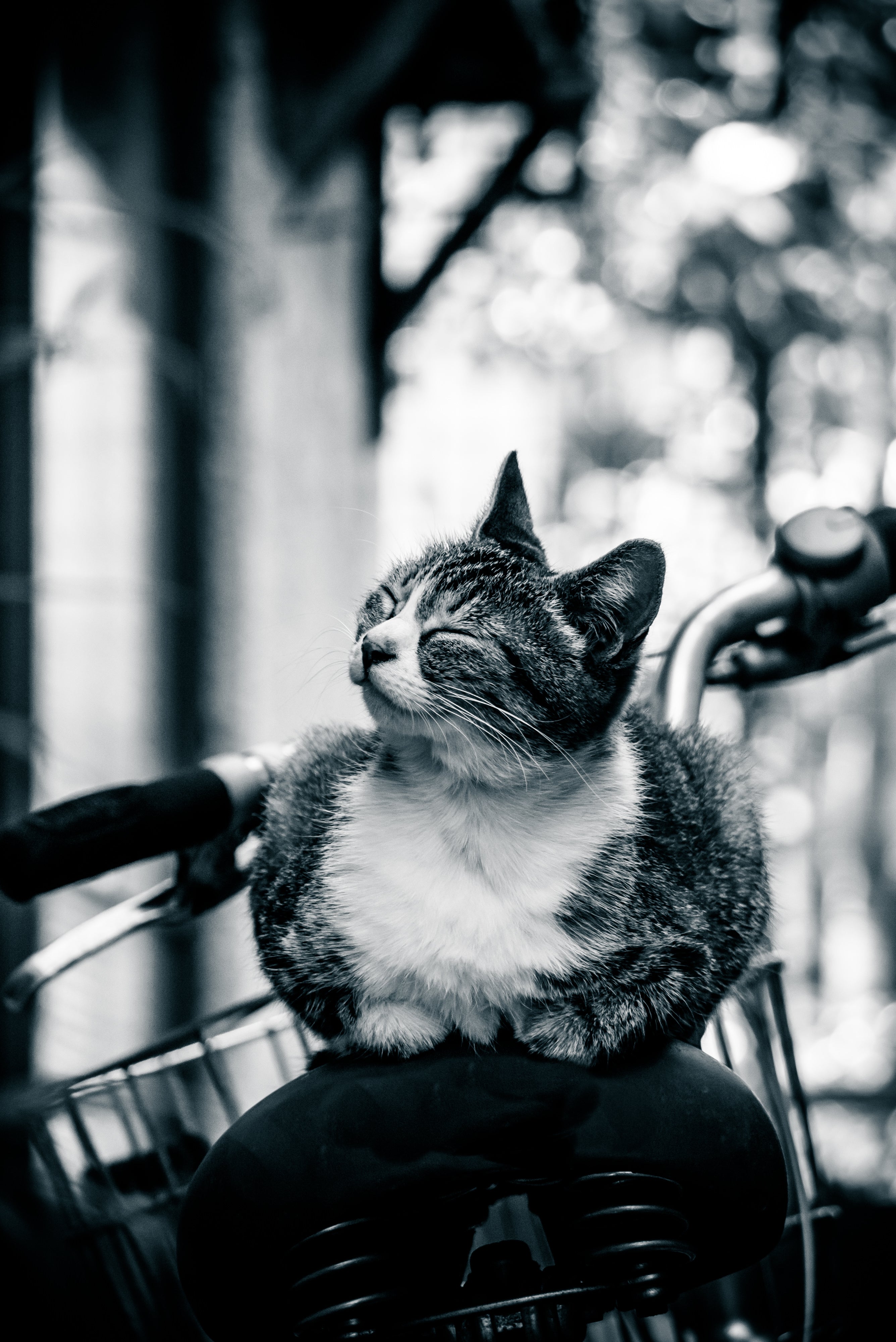 ネコちゃん photo P1080851.jpg?&download=1