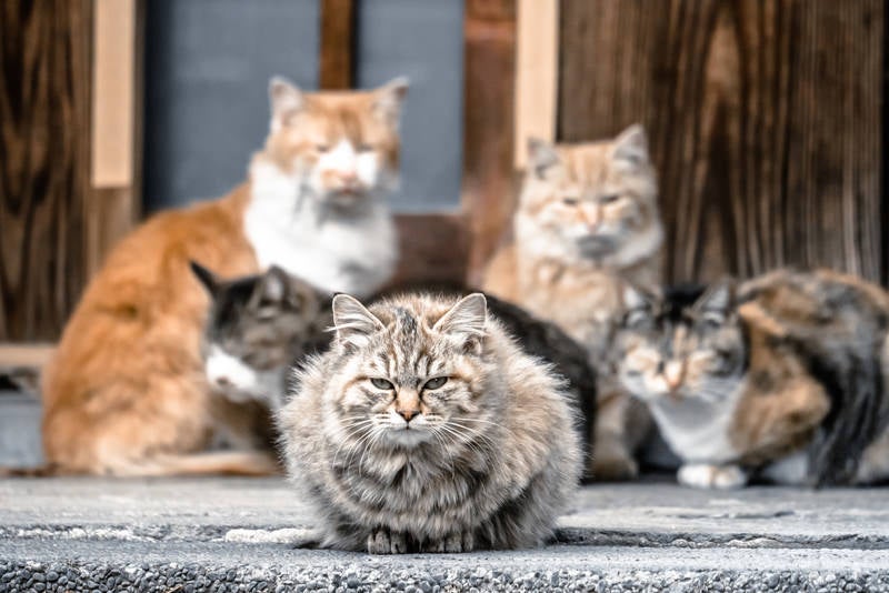 野良猫（のらねこ）に関する写真素材・AI画像素材 - フリー素材 ぱくたそ