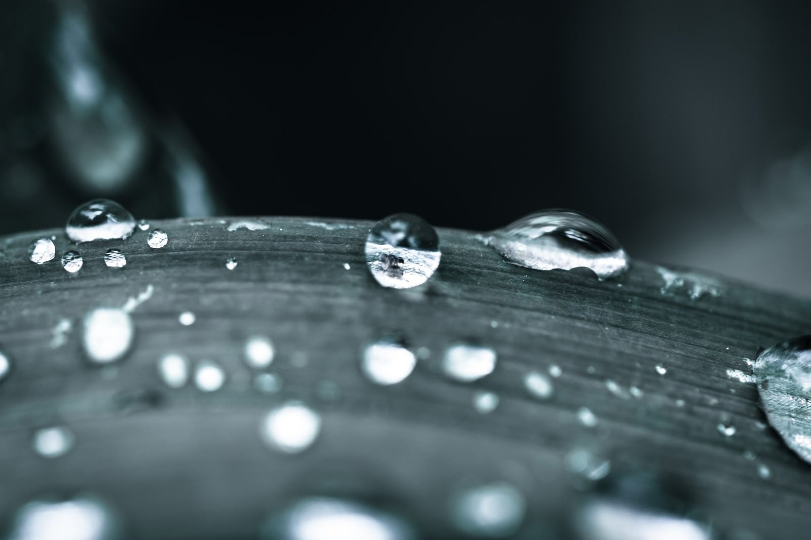 「葉についた水滴」の写真