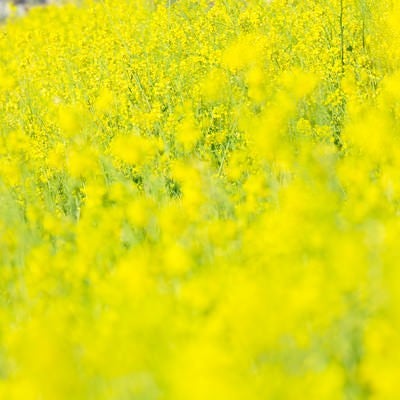黄色い満開な菜の花の写真