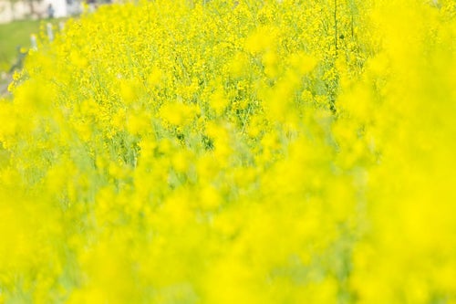 黄色い満開な菜の花の写真