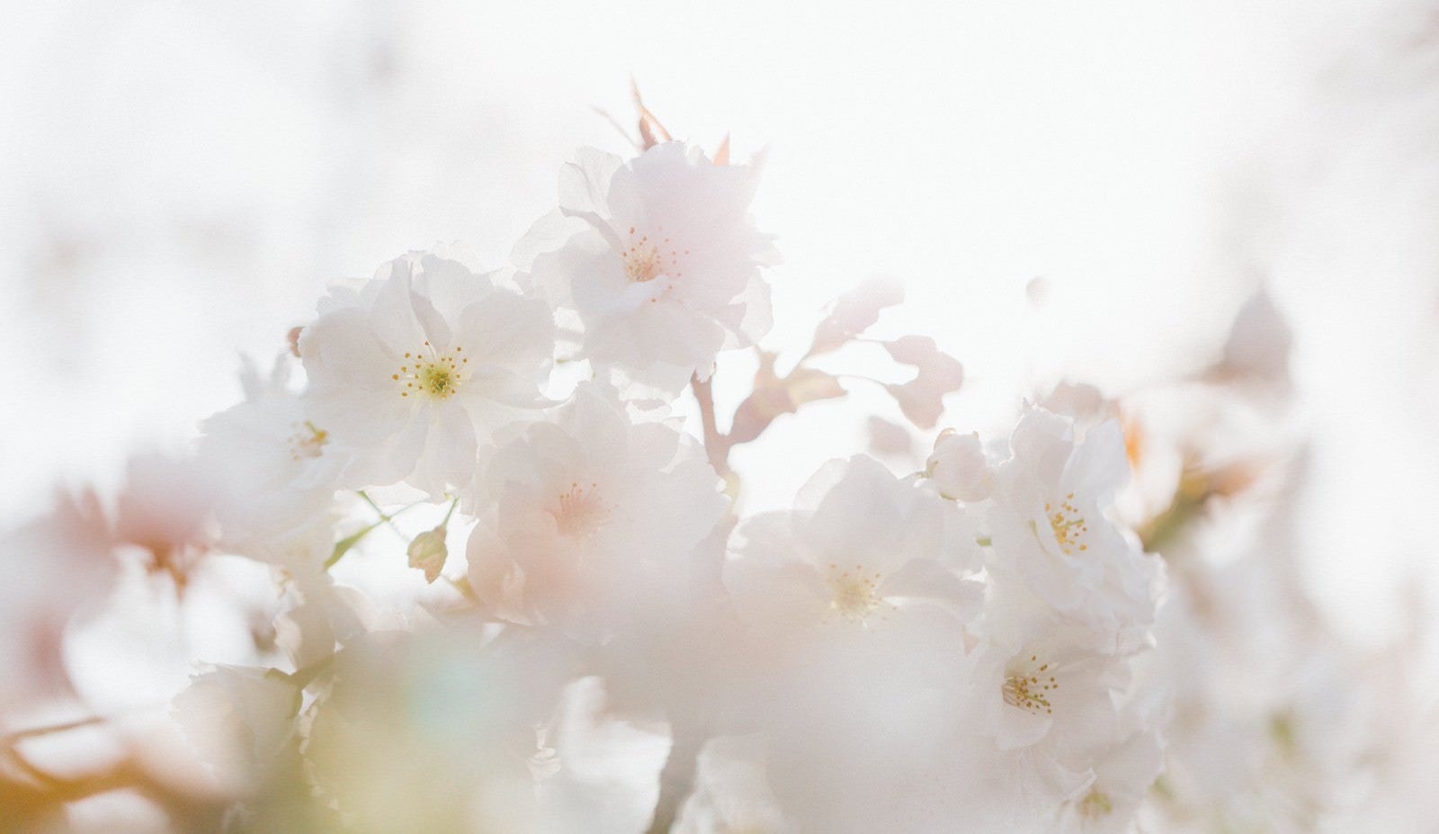 「桜、春の訪れ」の写真