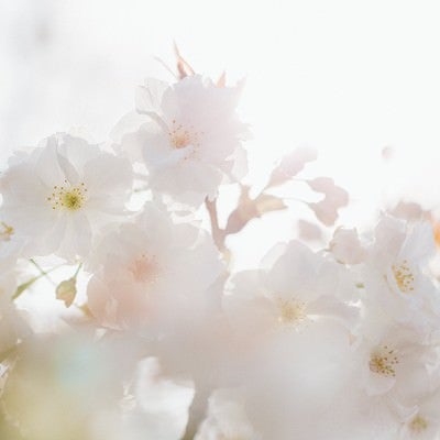 桜、春の訪れの写真
