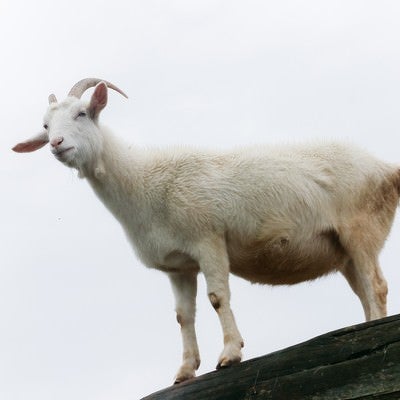 高台の山羊の写真