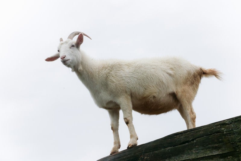 高台の山羊の写真