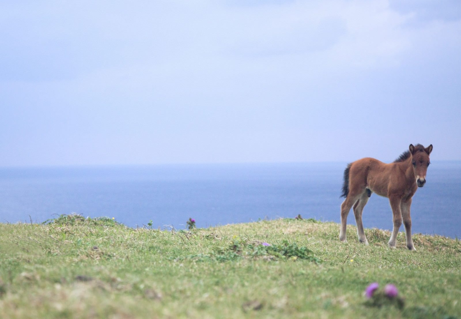「与那国島でのびのび生きる子馬」の写真