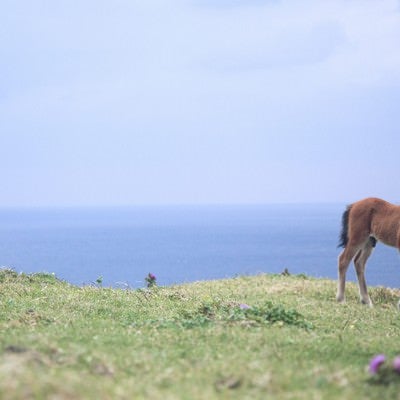 与那国島でのびのび生きる子馬の写真