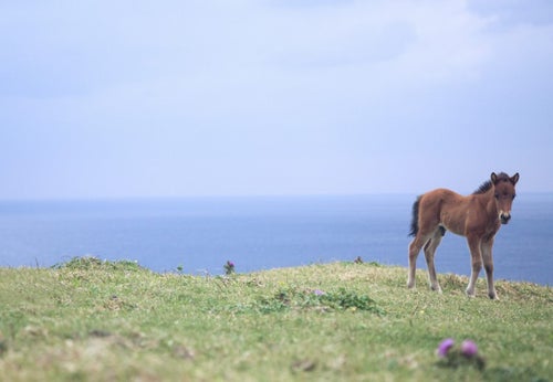 与那国島でのびのび生きる子馬の写真