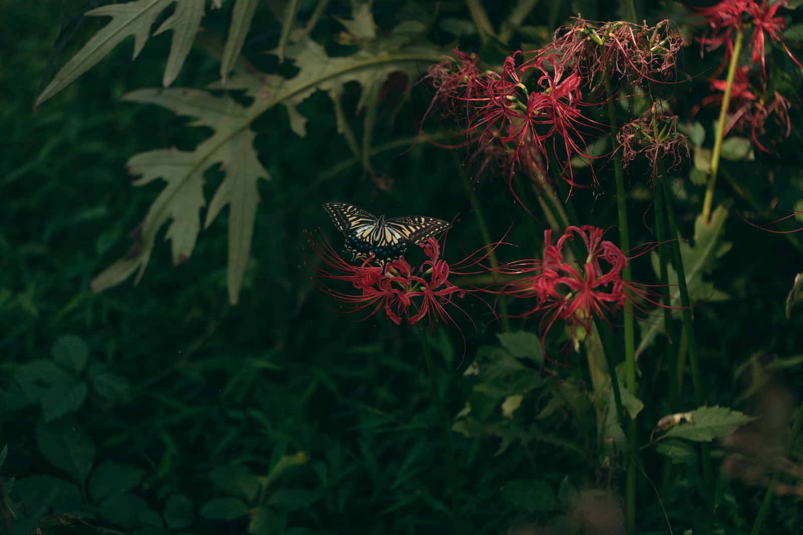 「枯れた彼岸花の蜜を吸うアゲハチョウ」の写真