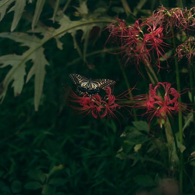 枯れた彼岸花の蜜を吸うアゲハチョウの写真