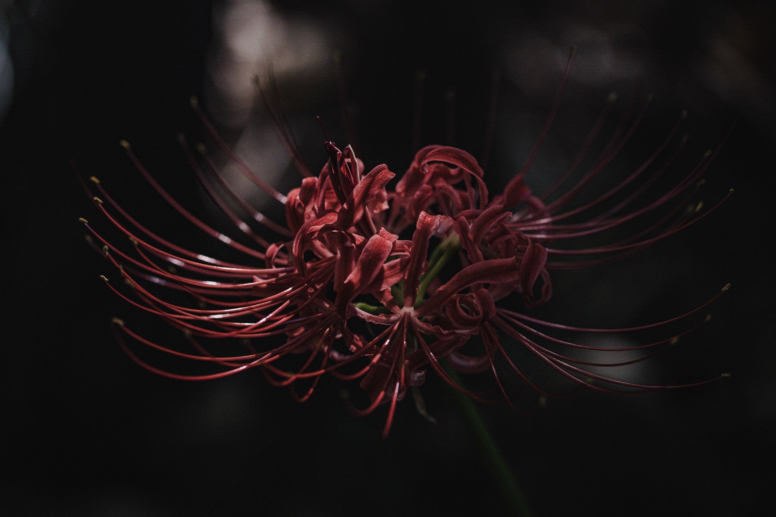 「花被に光が当たる曼珠沙華」の写真